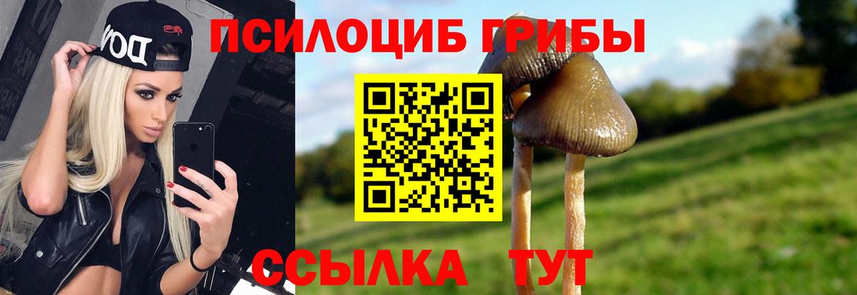 наркотики  Галлюциногенные грибы прущие грибы  Вход с VPN  Кудрово  Псилоцибиновые грибы Psilocybe 